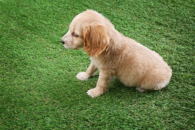 Photo of Cute English Cocker Spaniel puppy on green grass