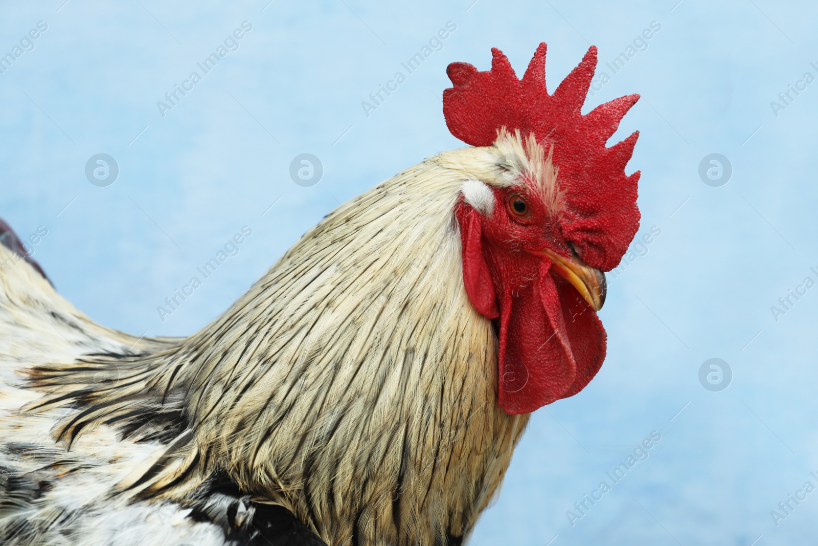 Photo of Big beautiful rooster near building outdoors. Domestic animal