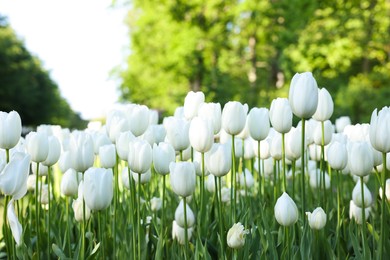 Many beautiful white tulip flowers growing outdoors, closeup. Spring season