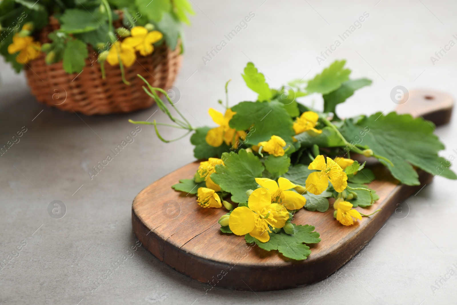 Photo of Celandine with beautiful yellow flowers on grey table, closeup. Space for text
