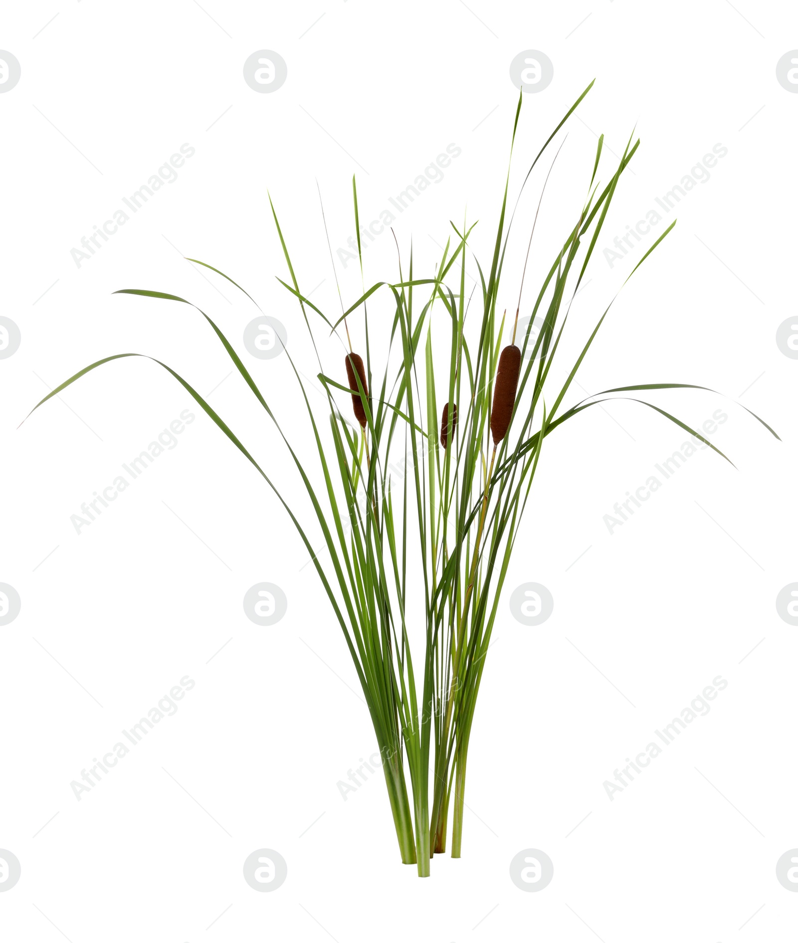 Photo of Beautiful reeds with catkins on white background