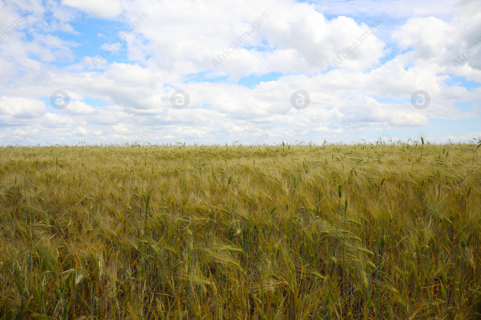 Photo of Beautiful agricultural field with ripening cereal crop