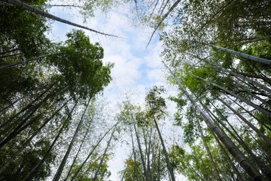 Photo of Beautiful bamboo forest under cloudy sky, bottom view