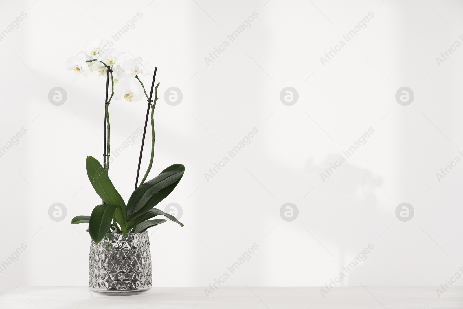 Photo of Blooming orchid flower in pot on white table near wall, space for text