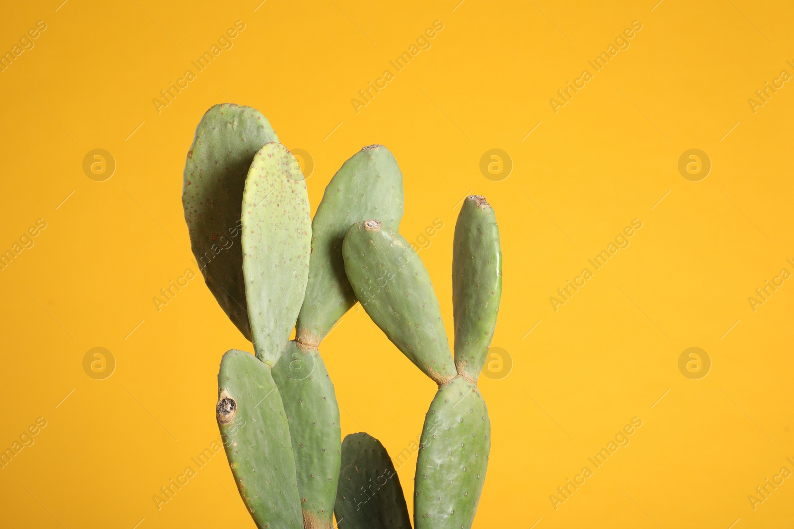 Photo of Beautiful cactus on yellow background. Tropical plant