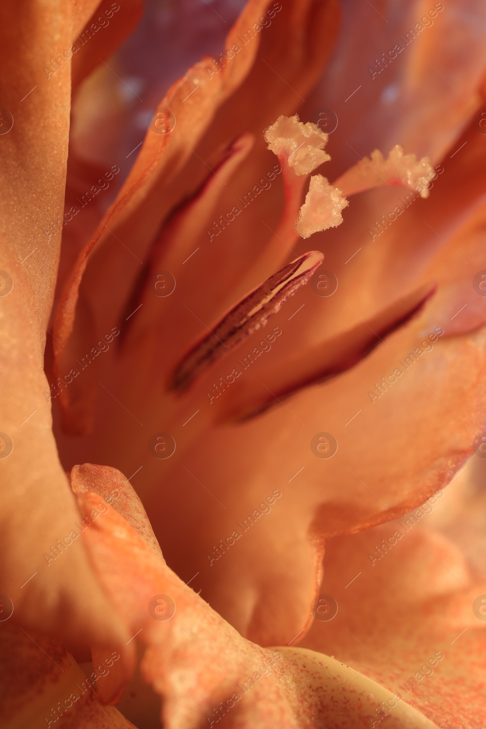 Photo of Beautiful Gladiolus flower as background, macro view