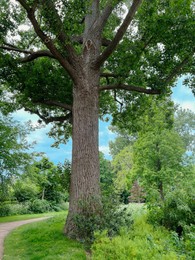 Beautiful tree with green leaves outdoors, low angle view