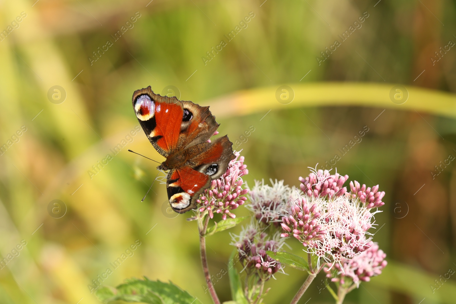 Photo of Beautiful butterfly on blooming flower outdoors, closeup