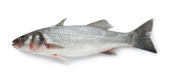 Photo of Fresh sea bass fish isolated on white, top view