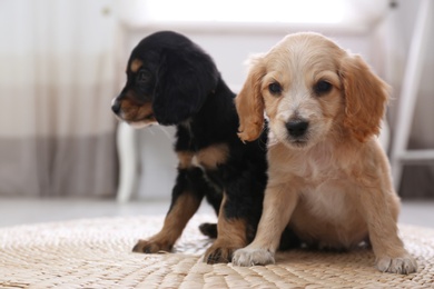 Photo of Cute English Cocker Spaniel puppies on blurred background