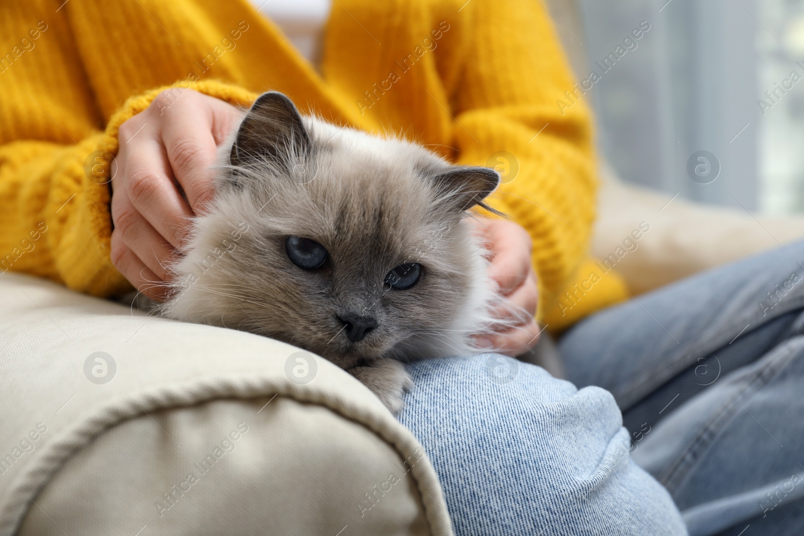 Photo of Woman petting beautiful birman cat on sofa at home, closeup