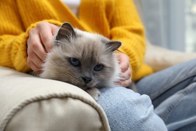 Photo of Woman petting beautiful birman cat on sofa at home, closeup