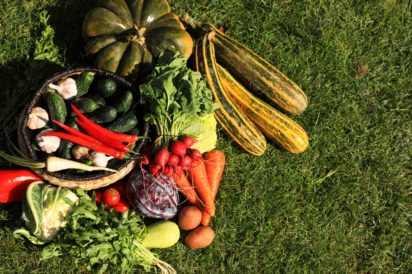 Photo of Different fresh ripe vegetables on green grass, flat lay