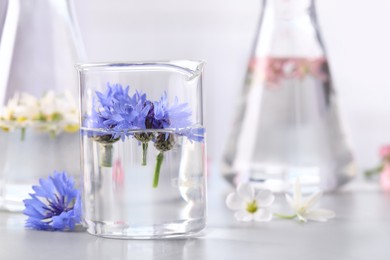 Laboratory glassware with cornflowers on light table, space for text. Essential oil extraction