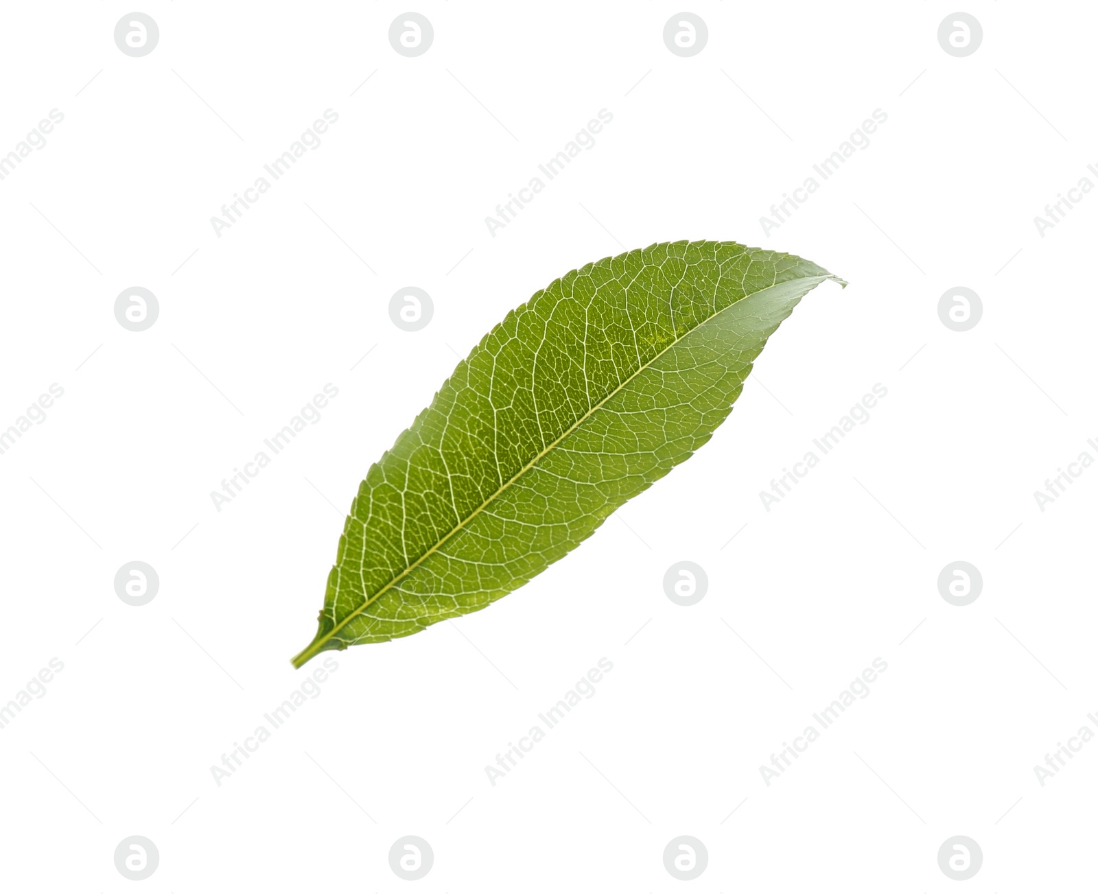 Photo of Fresh green peach leaf isolated on white