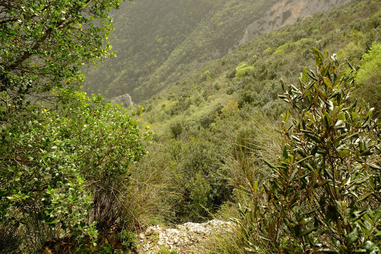 Photo of Picturesque view of green forest in mountains