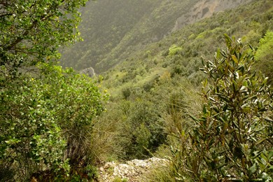 Picturesque view of green forest in mountains