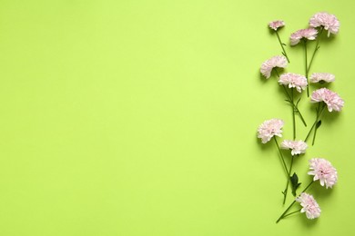 Photo of Beautiful chrysanthemums on light green background, flat lay. Space for text