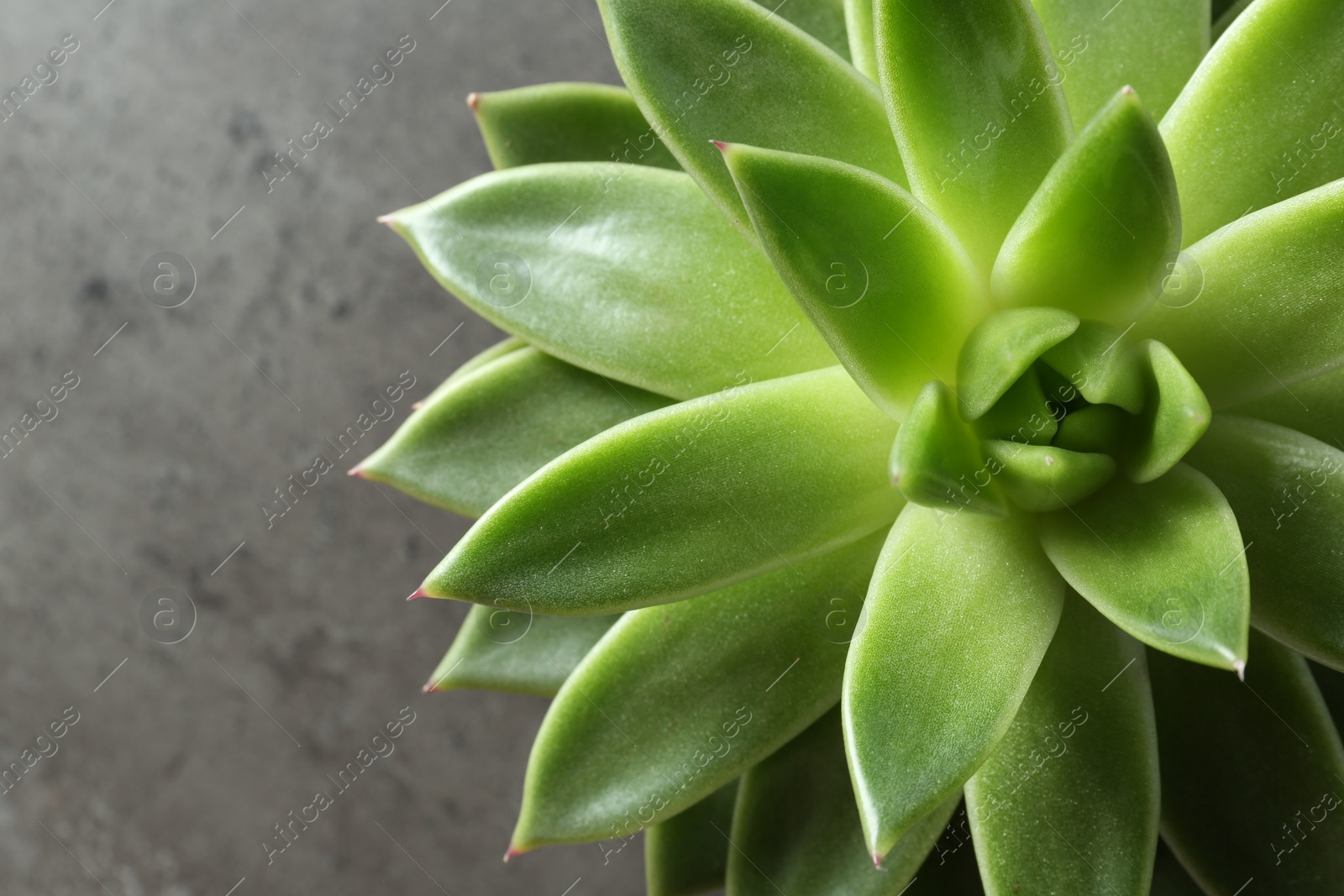 Photo of Beautiful echeveria on grey background, top view. Succulent plant