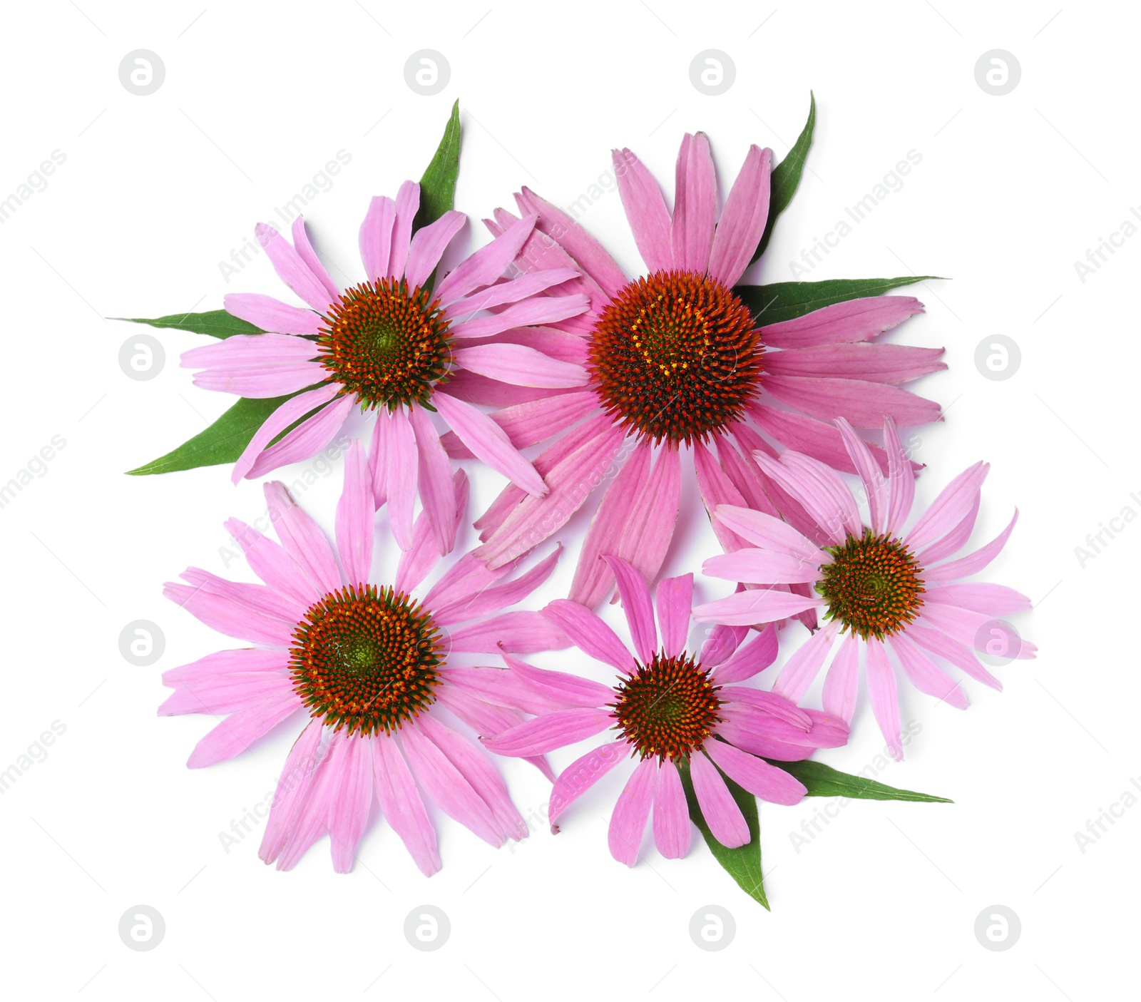 Photo of Beautiful blooming echinacea flowers with leaves on white background, top view