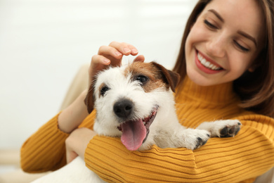 Photo of Young woman with her cute Jack Russell Terrier at home, closeup. Lovely pet