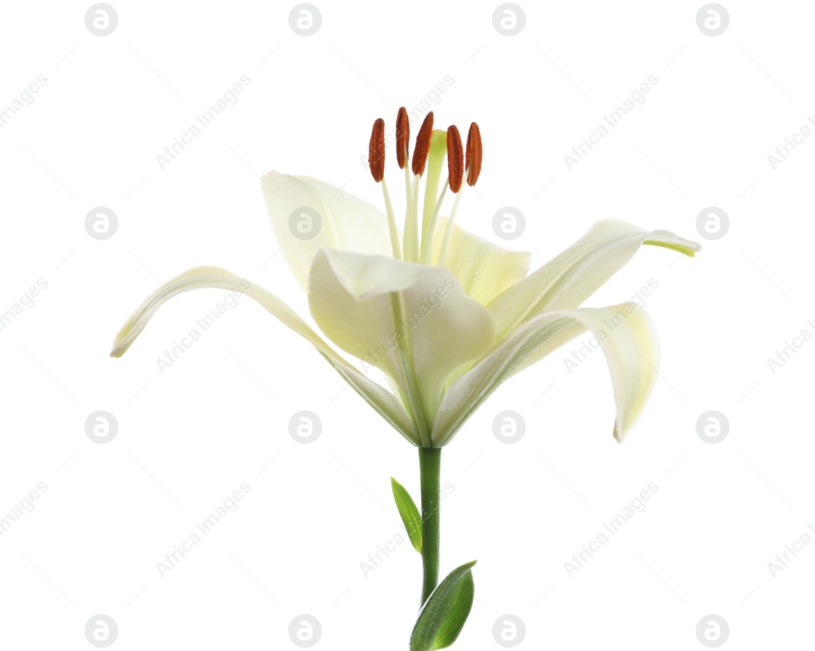 Photo of Beautiful lily on white background. Funeral flower