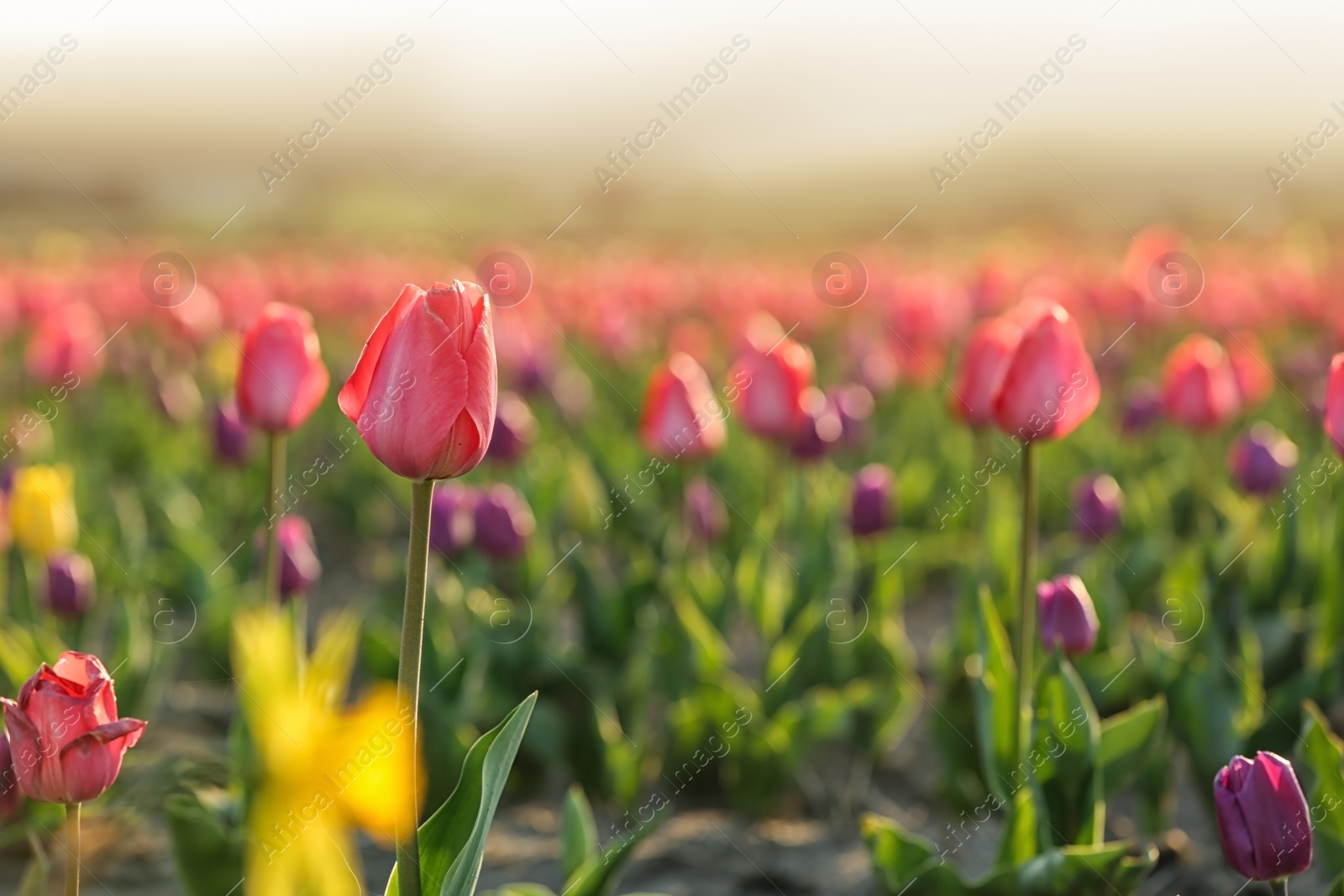 Photo of Field with fresh beautiful tulips. Blooming flowers