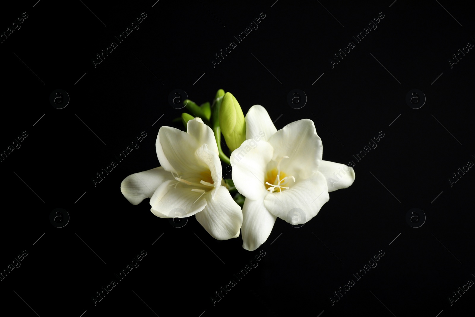 Photo of Beautiful white freesia flowers on black background