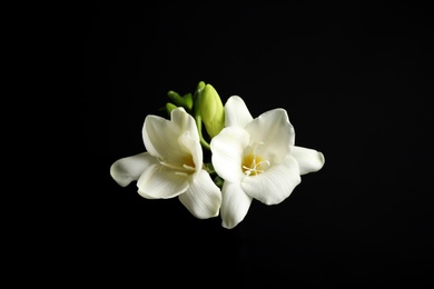 Beautiful white freesia flowers on black background