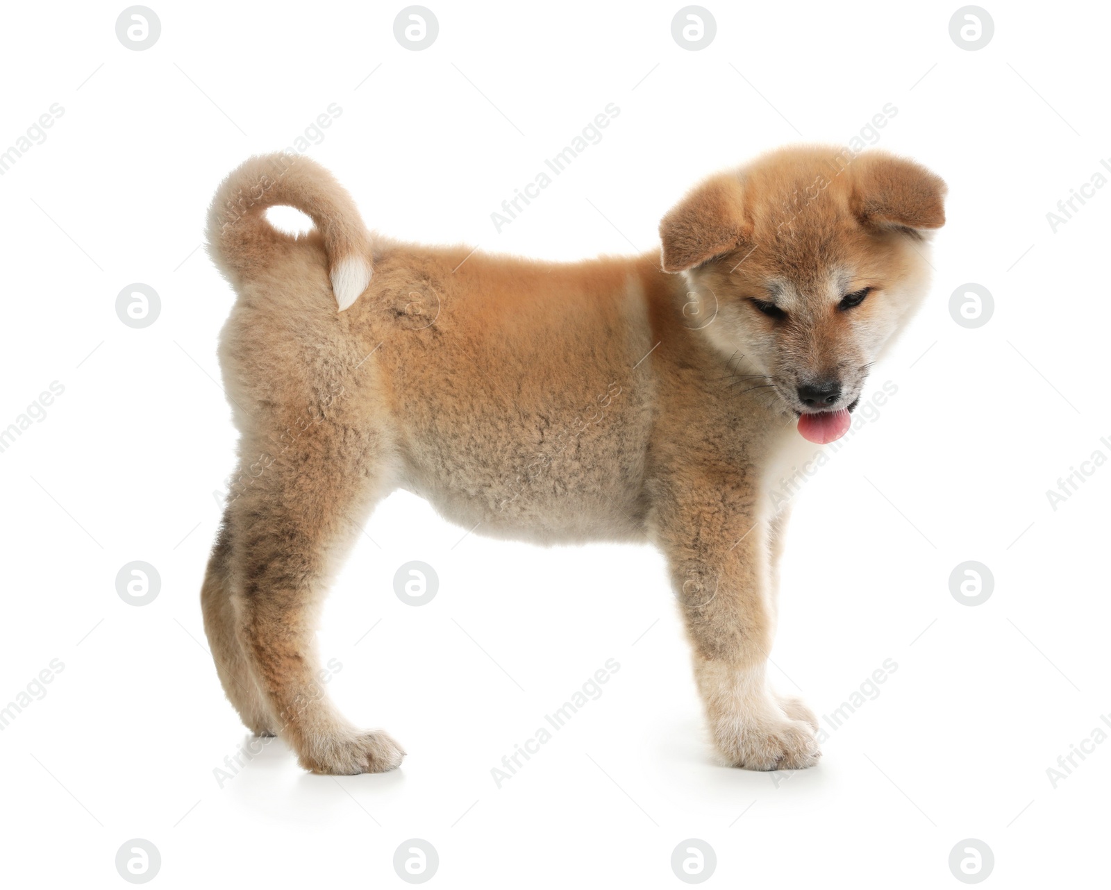 Photo of Adorable Akita Inu puppy on white background