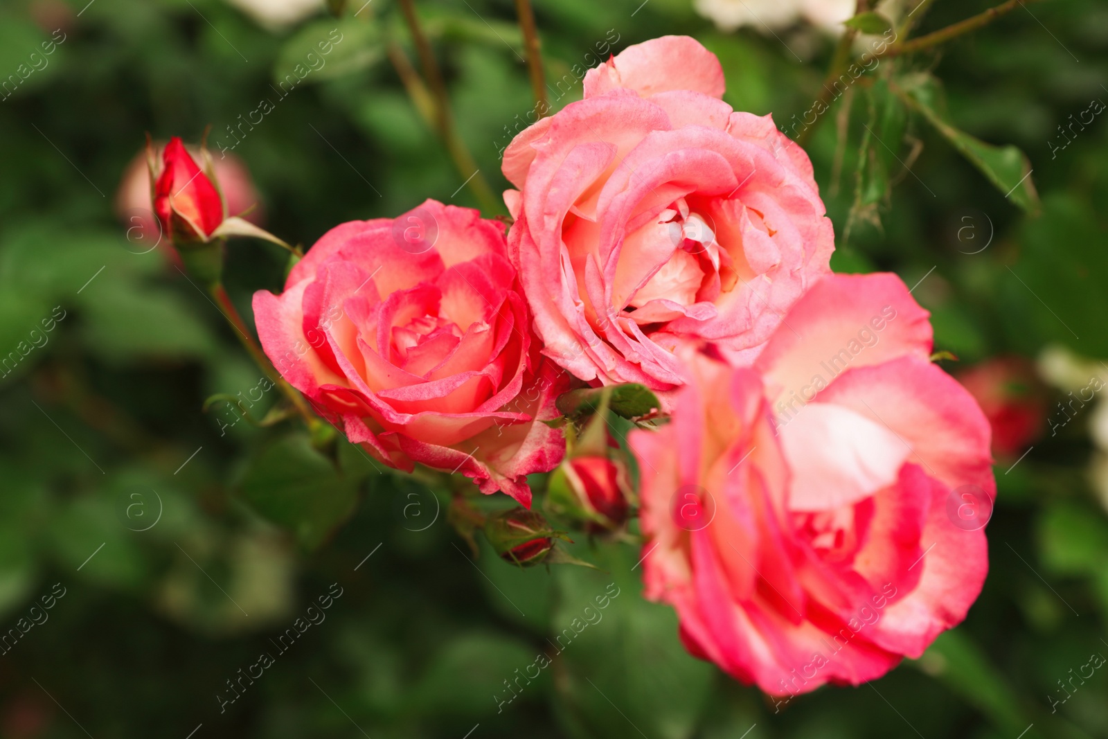 Photo of Beautiful blooming roses in garden on summer day