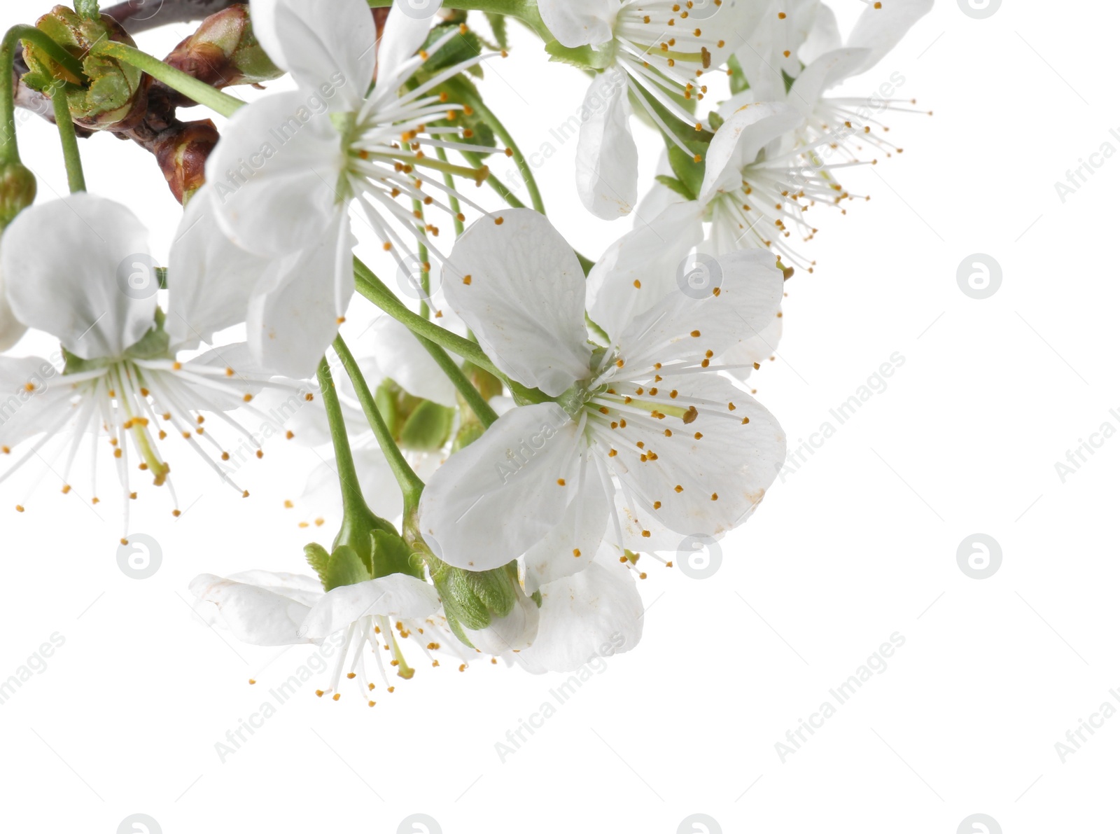 Photo of Beautiful spring tree blossoms isolated on white