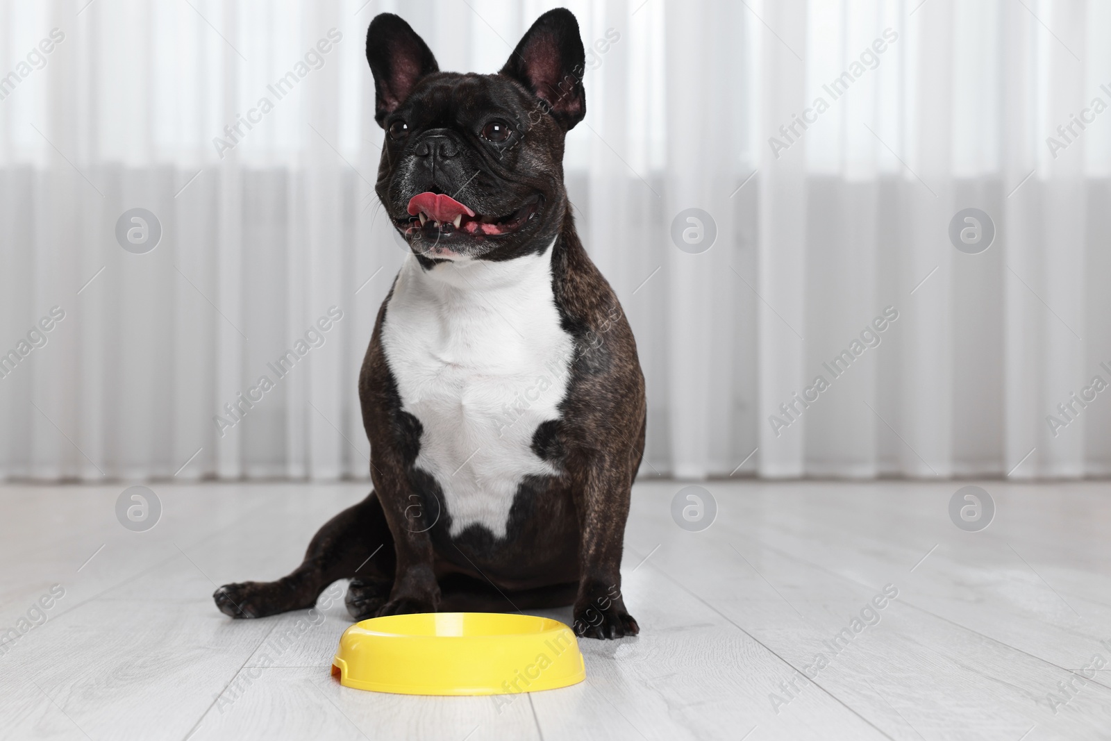 Photo of Adorable French Bulldog near yellow bowl indoors. Lovely pet