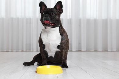Adorable French Bulldog near yellow bowl indoors. Lovely pet