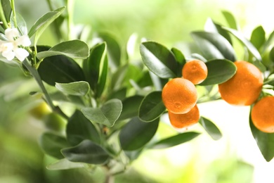 Citrus fruits on branch against blurred background. Space for text