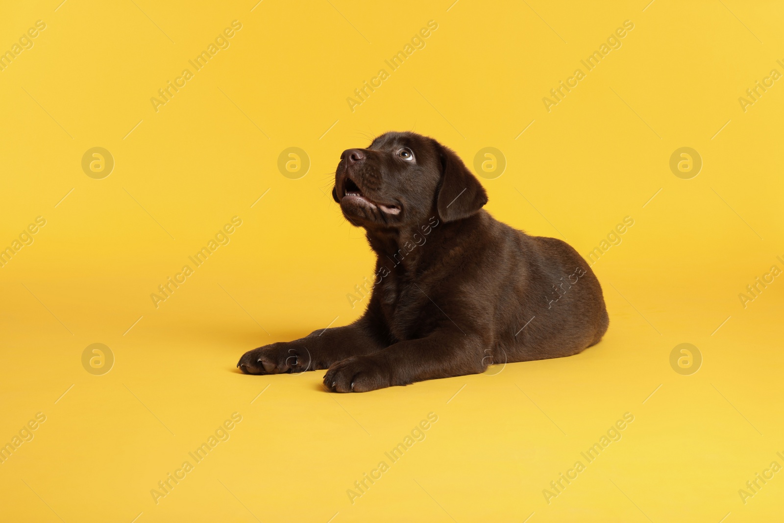 Cute chocolate Labrador Retriever puppy on yellow background Photo of Cute chocolate Labrador Retriever puppy on yellow background