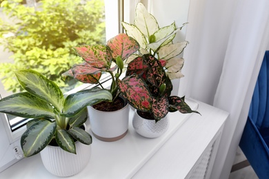 Exotic houseplants with beautiful leaves on window sill at home