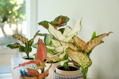 Photo of Different indoor plants near window in room, closeup