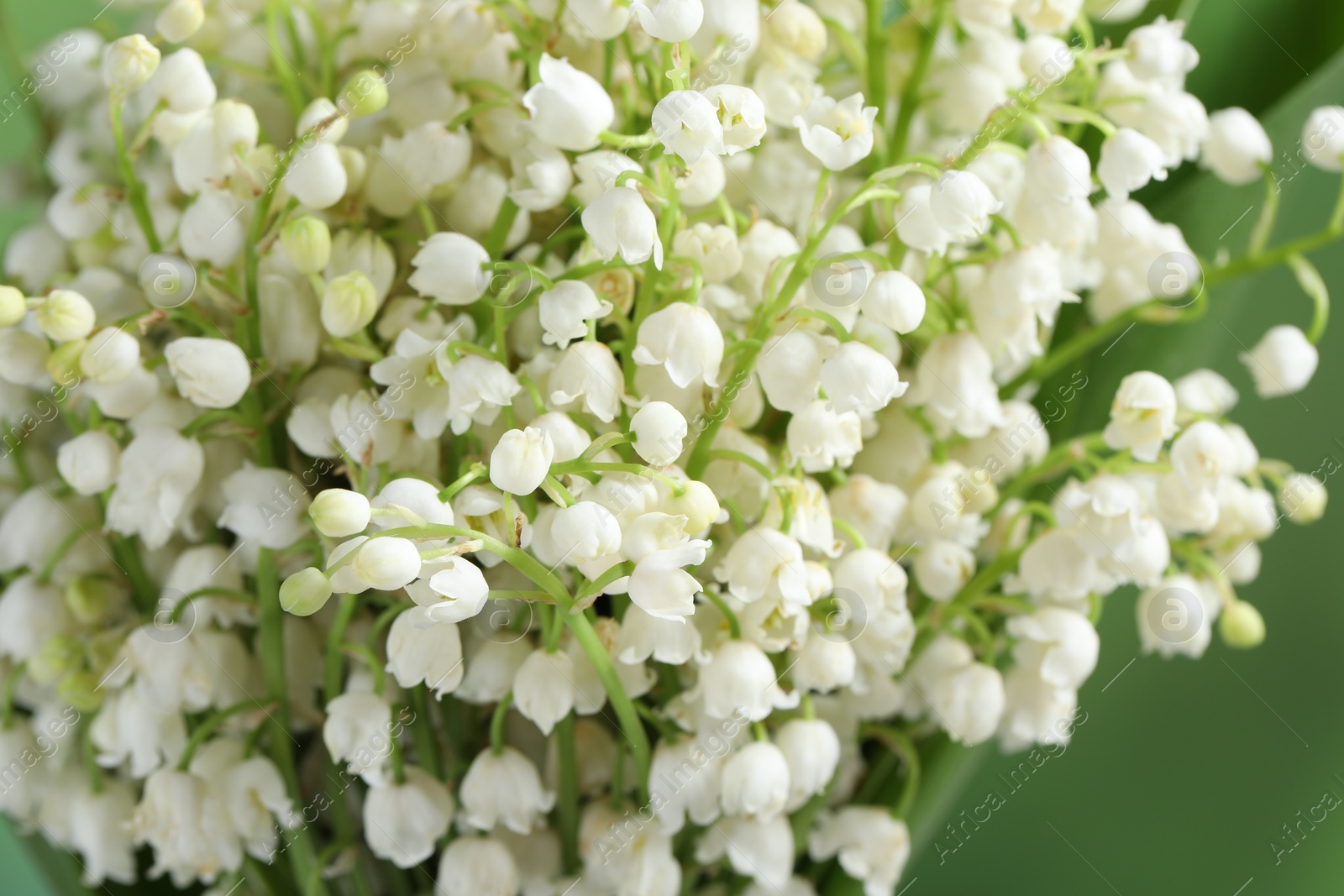 Photo of Beautiful lily of the valley flowers on blurred green background, closeup