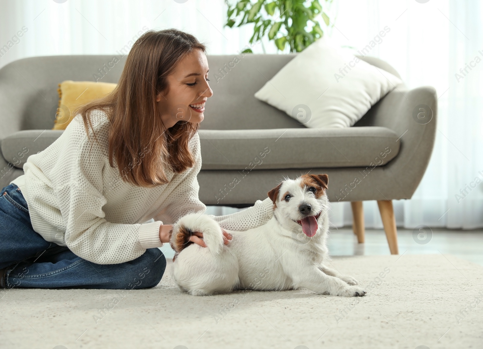 Photo of Young woman with her cute Jack Russell Terrier at home. Lovely pet