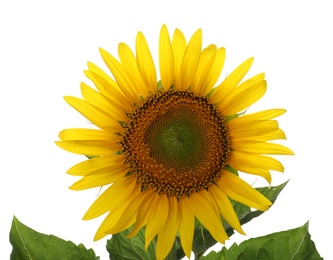 Photo of Beautiful bright blooming sunflower isolated on white