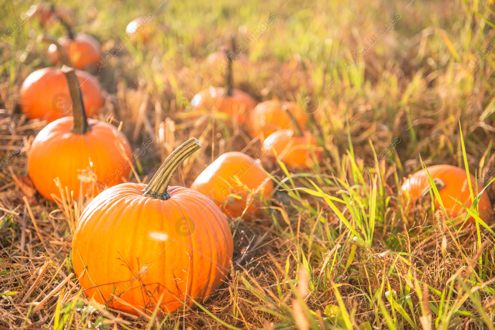 Photo of Many ripe orange pumpkins in field outdoors