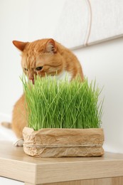 Photo of Cute ginger cat near potted green grass on wooden table indoors