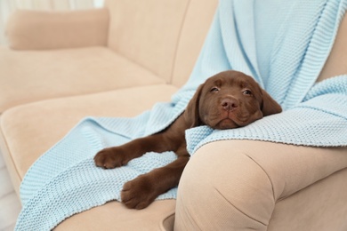 Photo of Chocolate Labrador Retriever puppy with blanket on sofa indoors