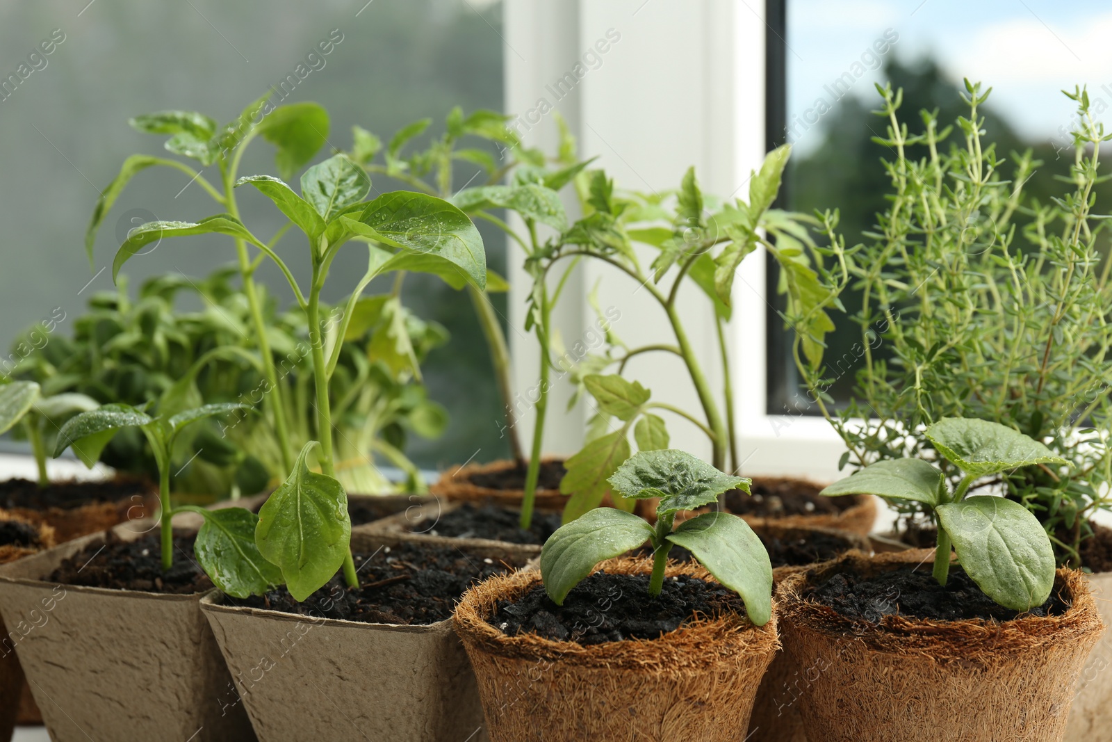 Photo of Many different seedlings growing in pots near window, closeup