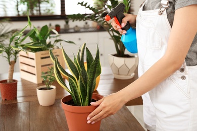 Photo of Young woman spraying plant with water at home, closeup