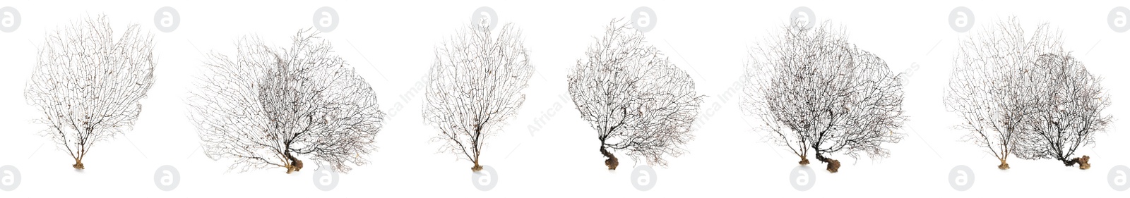 Image of Set with beautiful corals on white background. Banner design 