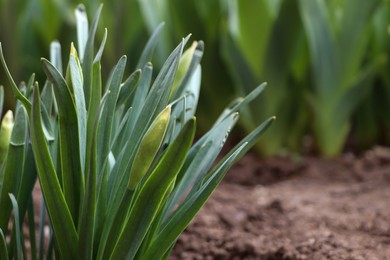 Photo of Daffodil plants growing in garden. Spring flowers