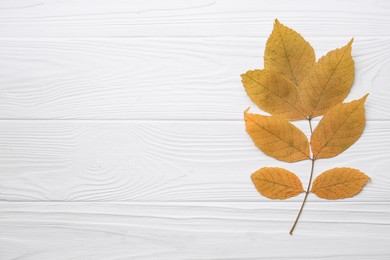 Small branch with autumn leaves on white wooden table, top view. Space for text