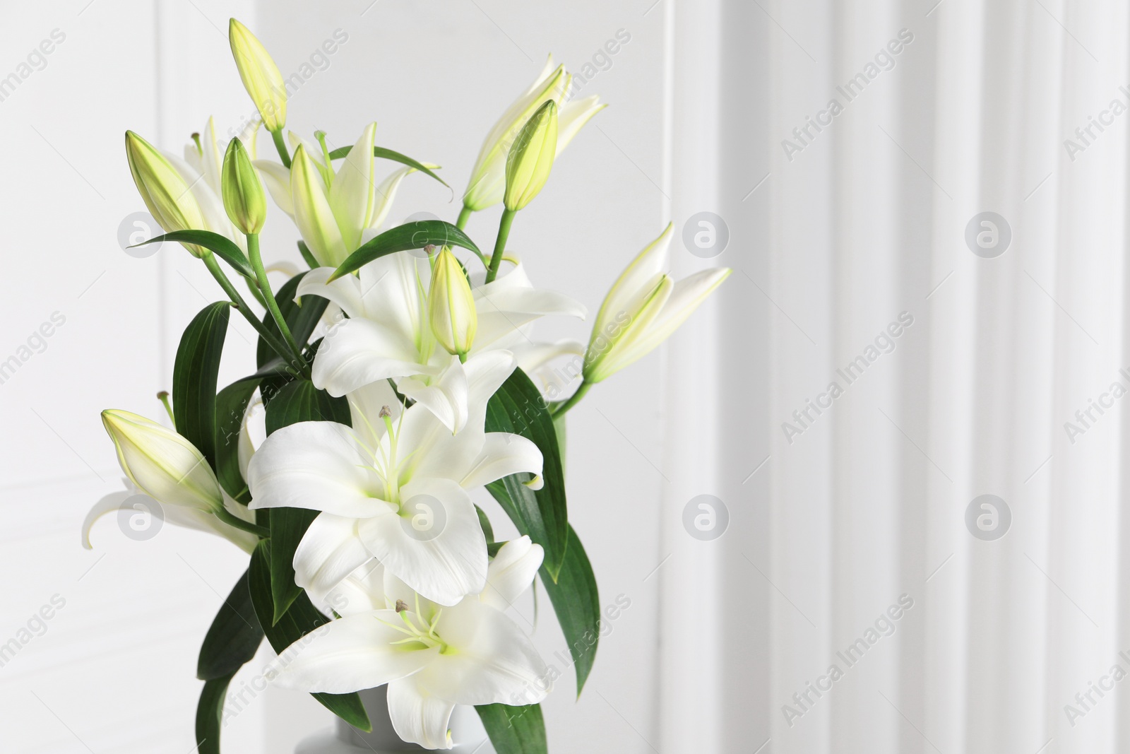 Photo of Beautiful lily flowers near white wall, space for text